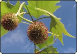 50-x-platan-klonolistny-platanus-acerifolia