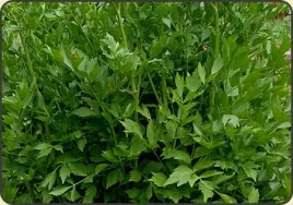 100-nasion-lubczyk-ogrodowy-levisticum-officinalie