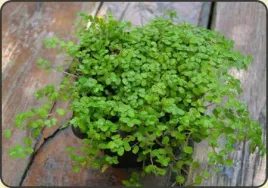 soleirolia-pospolita-dzieciece-lzy