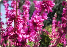 10-x-judaszowiec-kanadyjski-cercis-canadensis-l