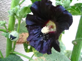 malwa-czarna-alcea-rosea-var-nigra-50-nasion