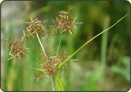 20-x-cyperus-rotundus-cyperus-sea-urchin