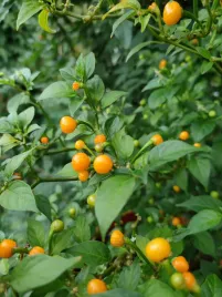 papryka-aji-charapita-1-sztuka-owocu-z-nasionami