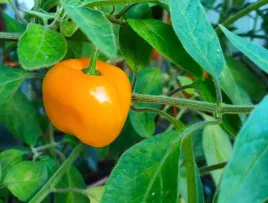 papryczka-rocoto-giant-yellow-capsicum-pubescens-10-nasion