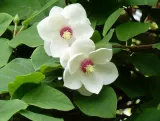 magnolia-sieboldii-5-nasion