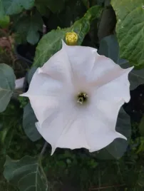 30-nasion-bielun-wspanialy-datura-metel