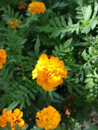 100-nasion-aksamitka-niska-pomaranczowa-tagetes