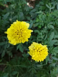 50-nasion-aksamitka-zolta-niska-lemon-drop