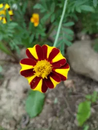100-nasion-aksamitka-rozpierzchla-court-jester-tagetes