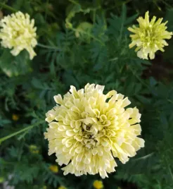 50-nasion-aksamitka-kilimanjaro-tagetes