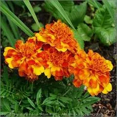 300-350-nasion-aksamitka-tagetes
