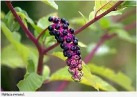 50-nasion-szkarlatka-jagodowa-phytolacca-americana