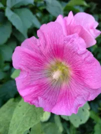 malwa-rozowa-alcea-rosea-50-nasion