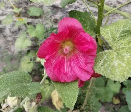 malwa-ciemny-roz-alcea-rosea-50-nasion