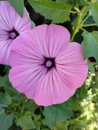slazowka-letnia-lavatera-trimestris-50-nasion