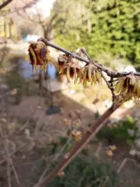 5-nasion-zimokwiat-wczesny-chimonanthus-praecox