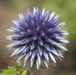 przegorzan-pospolity-echinops-ritro-50-nasion
