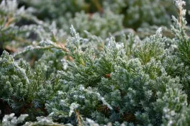 jalowiec-luskowy-blue-carpet-juniperus-squamata