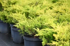 jalowiec-mieszancowy-gold-coast-juniperus-pfitzeriana