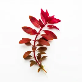 ludwigia-repens-super-red-piekna-czerwona-roslina-do-akwarium