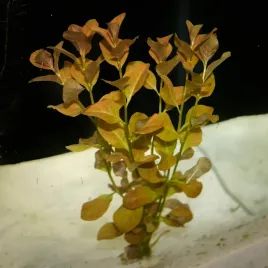 ludwigia-ovalis-piekna-pomaranczowa-roslina-do-akwarium-rarytas