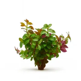 ludwigia-repens-mesakana-dekoracyjna-i-latwa-roslina-do-akwarium