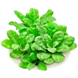 samolus-valerandi-roslina-do-akwarium-duza-sadzonka