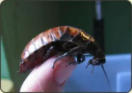karaczan-madagaskarski-karaczany-5-8-cm-gromphadorhina-portentosa