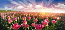 fototapeta-tulipany-pole-niebo-salon-260x180