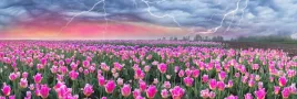 fototapeta-tulipany-pole-piekne-salon-380x256