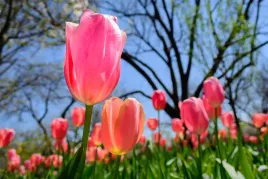 fototapeta-kwiaty-tulipany-laka-dekoracja-200x130