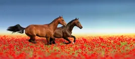 fototapeta-konie-w-galopie-polana-czerwone-maki