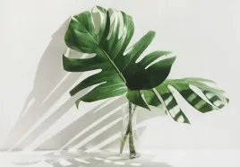 fototapeta-do-salonu-pokoju-roslin-liscie-monstera