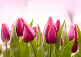 fototapeta-kwiaty-polana-tulipanki
