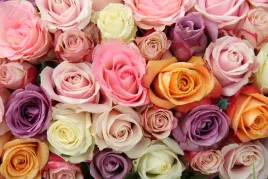 fototapeta-kwiaty-roze-3d