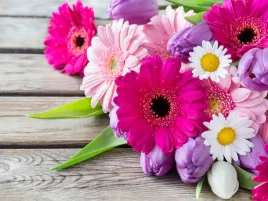 fototapeta-kwiaty-gerber-tulipany-stokrotki