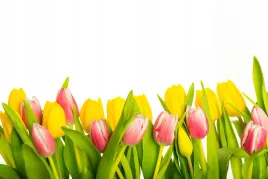 fototapeta-kwiaty-polana-tulipany-3d