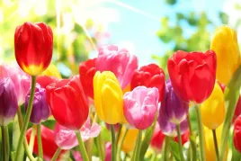 fototapeta-polana-tulipany-laka-natura