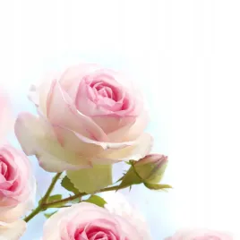 fototapeta-kwiaty-natura-3d-roze
