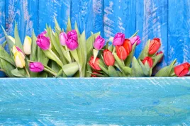 fototapeta-kwiaty-niebieskie-deski-tulipany