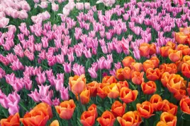 fototapeta-kwiaty-polana-kwiatow-tulipany