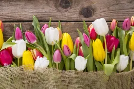fototapeta-kwiaty-rozne-kolory-tulipany-deski