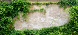 fototapeta-mur-sciana-w-lisciach-rosliny-natura