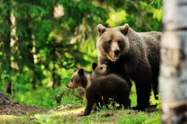 fototapeta-natura-niedzwiedz-male-niedzwiadki-las