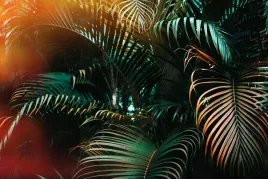 fototapeta-rosliny-liscie-paproci-palmy-monstera