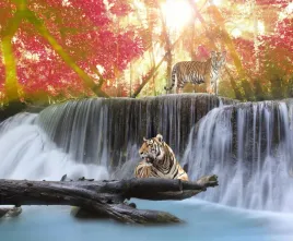 fototapeta-natura-zwierzeta-tygrysy-wodospad