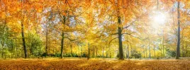 fototapeta-krajobraz-widok-jesien-park-drzewa-las