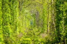 fototapeta-krajobraz-las-drzewa-tunel-z-drzew