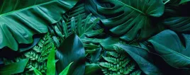 fototapeta-dzungla-liscie-monstera-3d-260x180