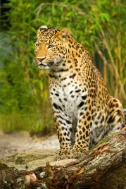 fototapeta-zwierzeta-natura-jaguar